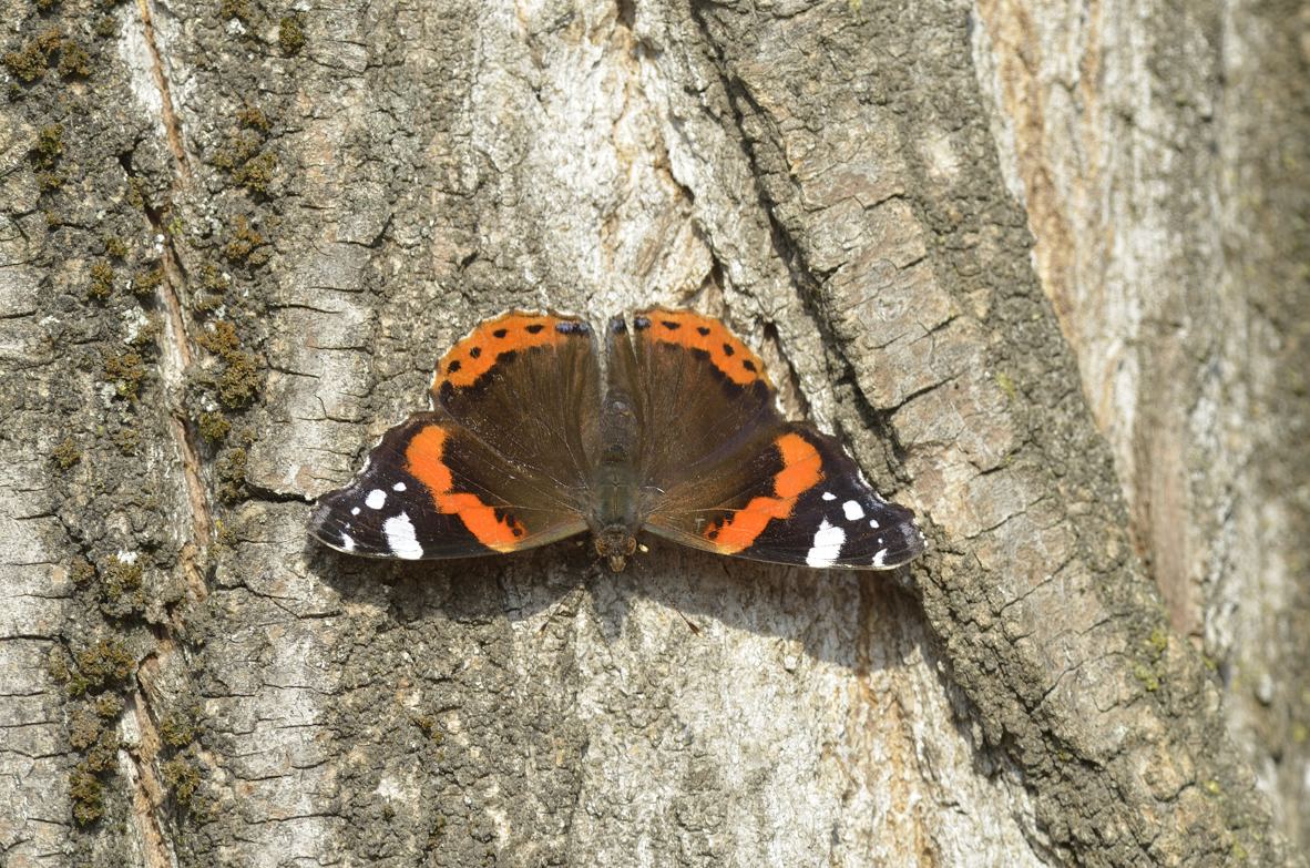 Vanessa atalanta